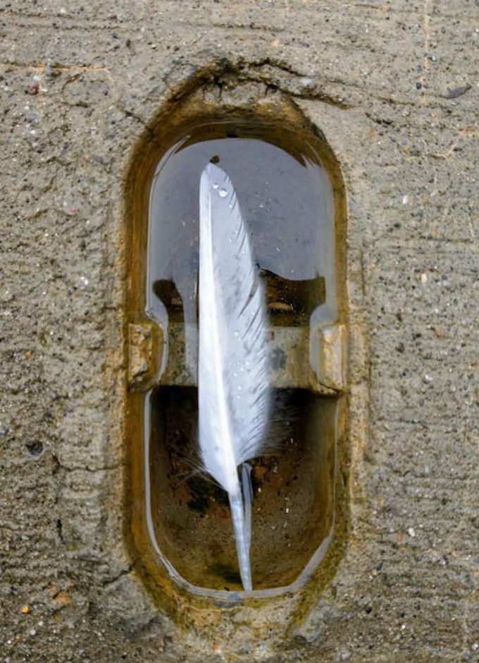 A white feather lying in a small pond. 