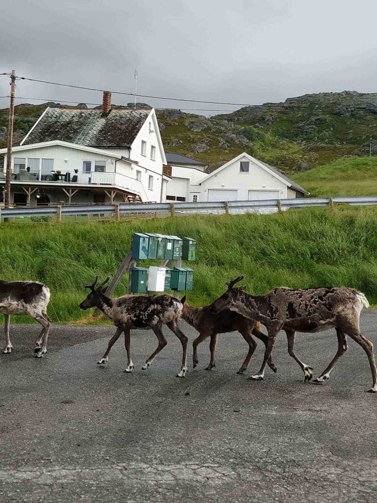 Reindeer crossing the road.